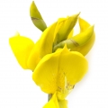 جارو اسپانیایی Spanish Broom